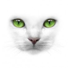 котка с зелени очи