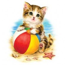 коте на плажа