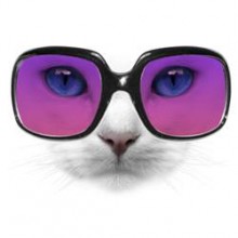 коте с очила